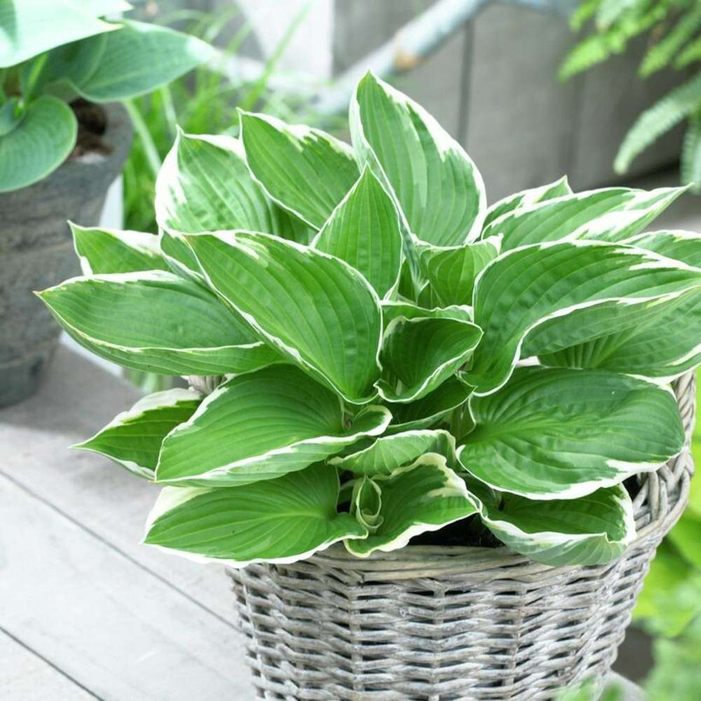 Hosta 'Francee'